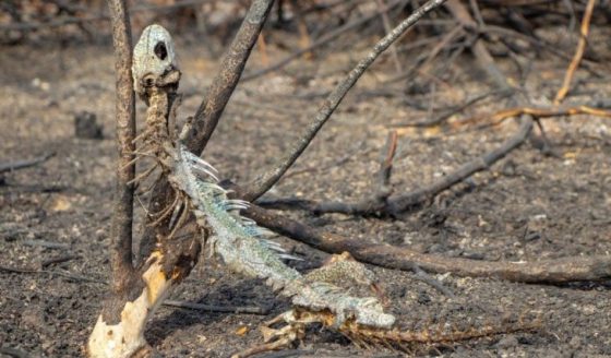 CONSELHO NACIONAL DO LAICATO DO BRASIL LANÇA MANIFESTO SOBRE AS QUEIMADAS NO PANTANAL